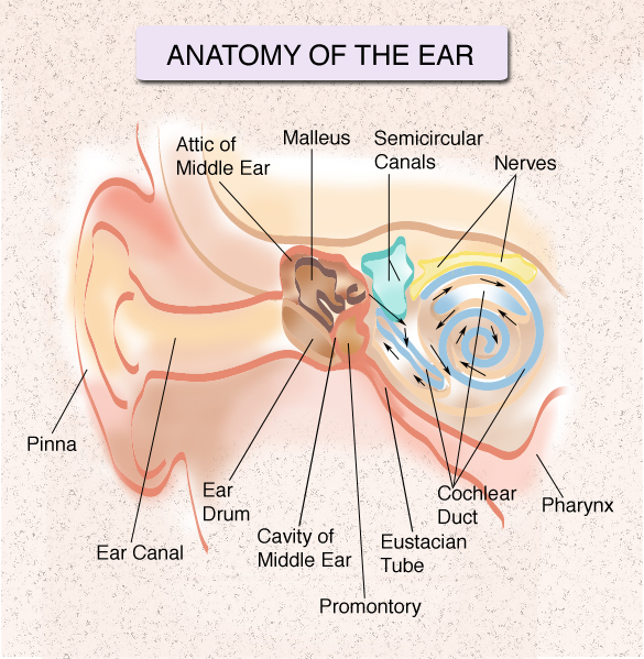 Ear Nose Throat Doctor Nyc  Specialists At The Ny Hearing