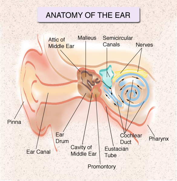 ear and nose anatomy