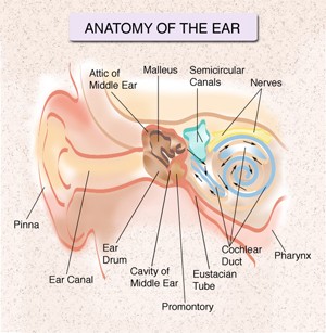 How Ears Work: What You Need to Know from ENT Specialists in NYC