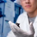 lab mice for tinnutus research
